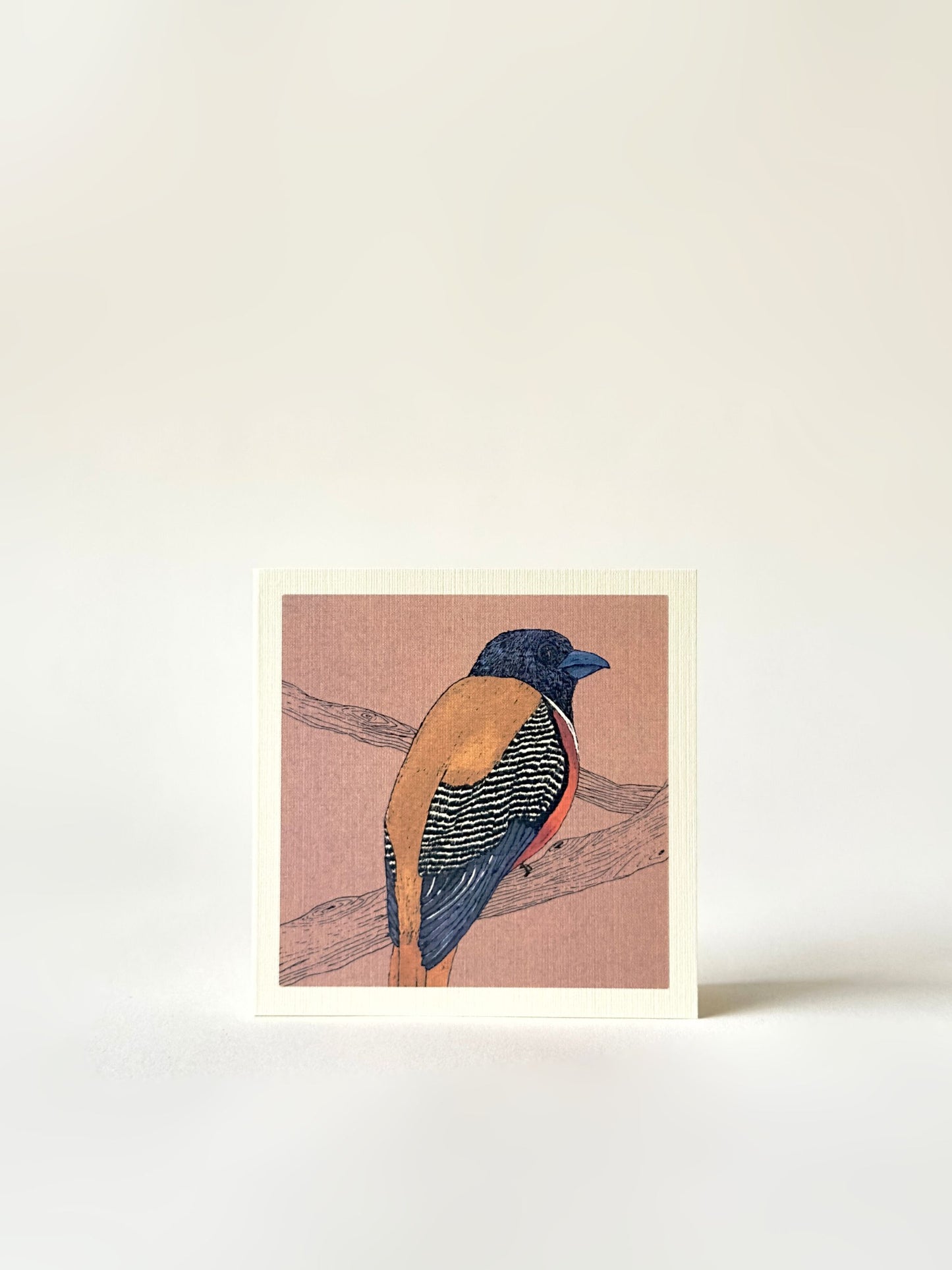 Set of Four Greeting Cards: Wildlife (Malabar Trogon)