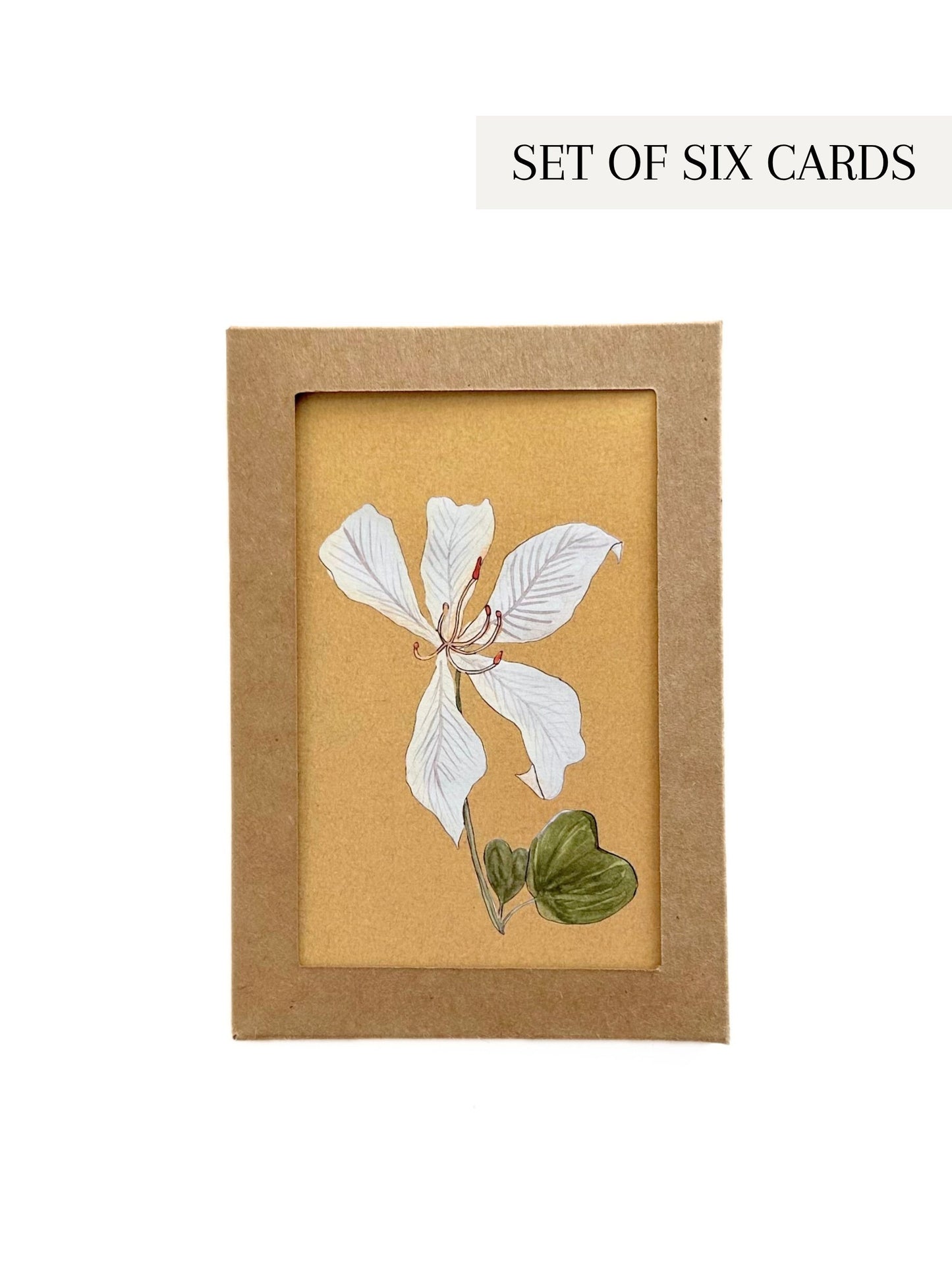 Boxed Set of 6 Greeting Cards: Indian Florals