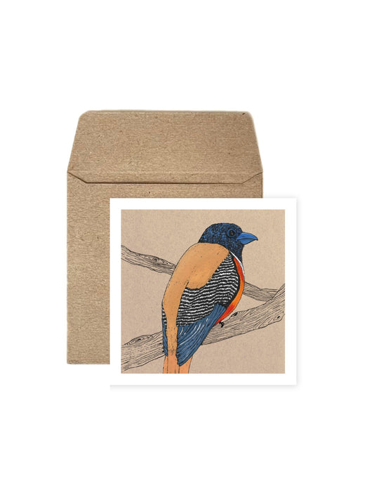 Set of Four Greeting Cards: Wildlife (Malabar Trogon)